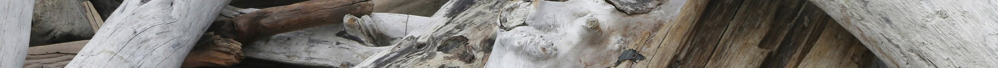 banner-driftwood banner-driftwood