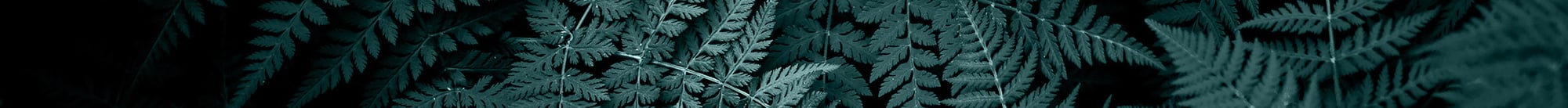 banner-ferns banner-ferns